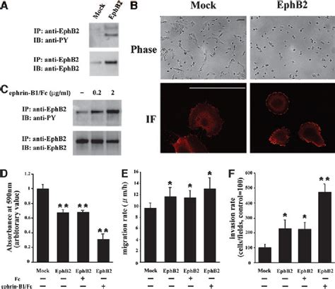 Pdf The Phosphorylation Of Ephb Receptor Regulates Migration And