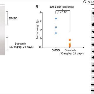 Bosutinib Inhibits Tumor Growth In An Orthotopic Xenograft NB Mouse