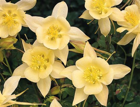 Aquilegia Songbird Goldfinch Columbine