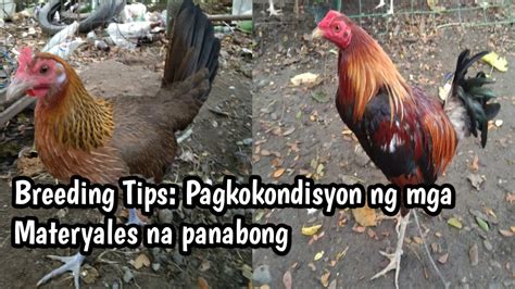 Mga Lahi Ng Manok Na Panabong