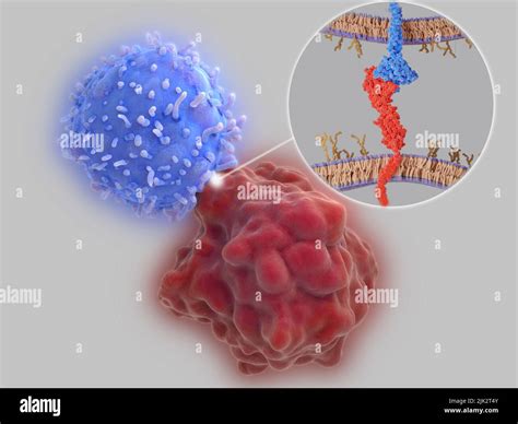 Ilustraci N De Puntos De Control Inmunol Gicos Reguladores Del Sistema