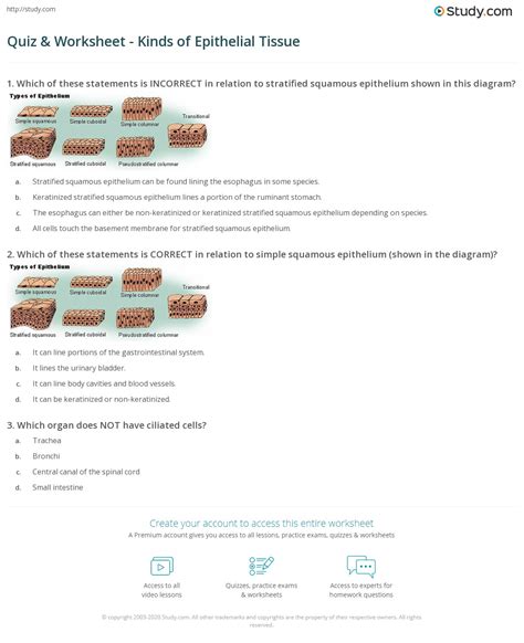 Quiz And Worksheet Kinds Of Epithelial Tissue