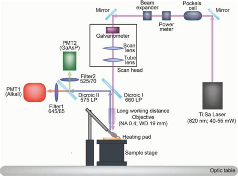 Hair Cell Function In Vivo Stanford Initiative To Cure Hearing Loss