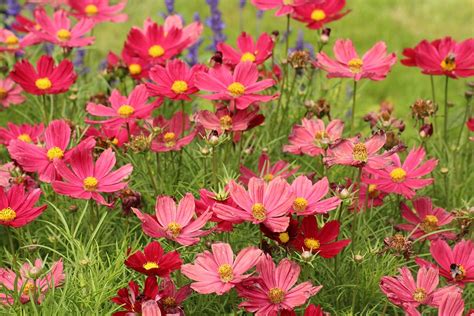 Descubra 47 Kuva Fleurs Cosmos Couleurs Thptnganamst Edu Vn