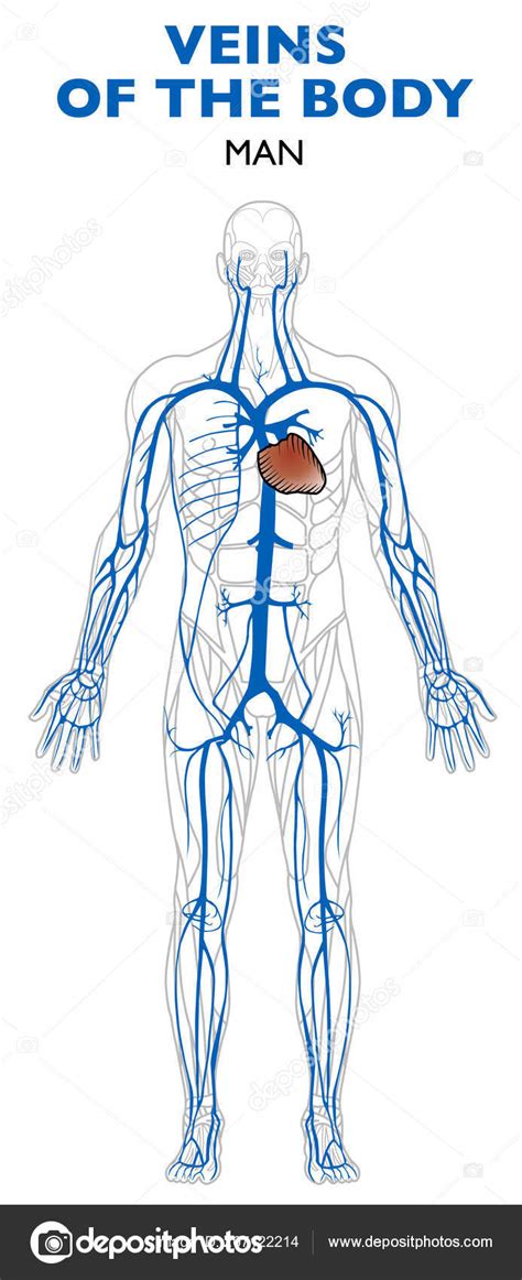 Venas Cuerpo Anatomía Cuerpo Humano Las Venas Son Vasos Sanguíneos ...