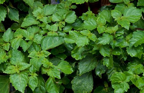 Patchouli | Description, Uses, & Facts | Britannica