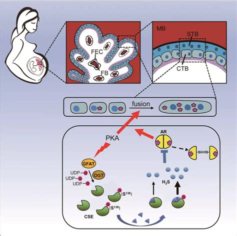 Cell Chem Biol 王初课题组与合作者通过定量化学蛋白质组学揭示cse蛋白的o Glcnac修饰抑制滋养层细胞合体化的机制 生命