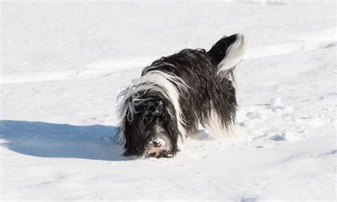 Curiosità Sul Cane Da Pastore Di Vallée Tutto Ciò Che Occorre Sapere