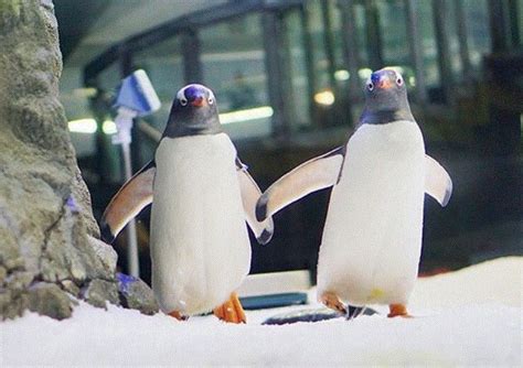 Una pareja de pingüinos gay tuvo una cría en Australia Grupo Milenio