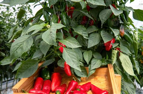 Red Hot Chili Peppers Growing On The Plant With Green Leaves Stock Photo At Vecteezy