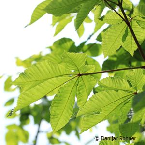 Rosskastanie Rotbl Hende Aesculus Carnea X Briotii Pflanzendirekt Ch