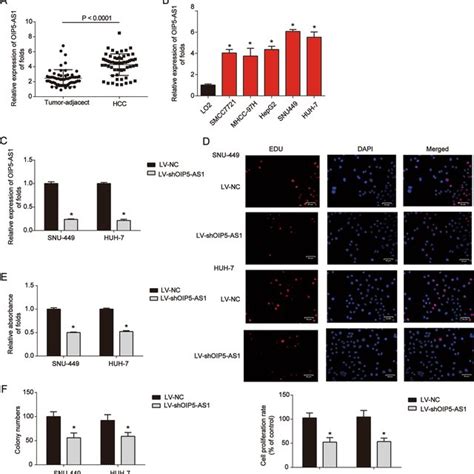 The Loss Of OIP5 AS1 Knockdown Repressed HCC Cell Proliferation A