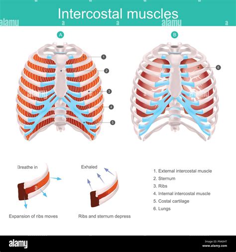 Thoracic Cage Vector Vectors Hi Res Stock Photography And Images Alamy