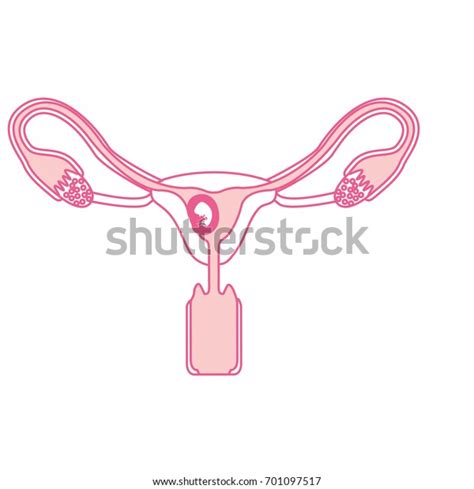 Pink Silhouette Female Reproductive System Ovaries เวกเตอร์สต็อก ปลอด