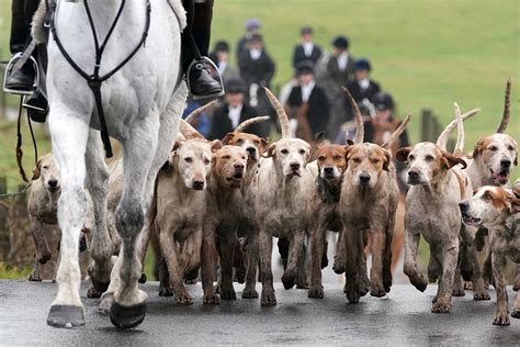 Ministers Urged To End Smokescreen Of Trail Hunting As Boxing Day