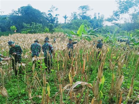 Anggota Koramil Cisaga Persiapan Panen Raya Kodimciamis