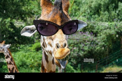 Funny giraffe with sunglasses Stock Photo - Alamy