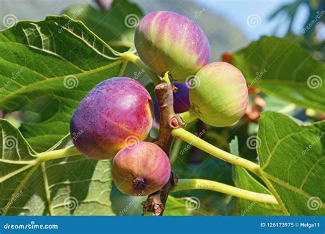 Rama De La Higuera Con Las Hojas Del Verde Y Las Frutas Coloridas