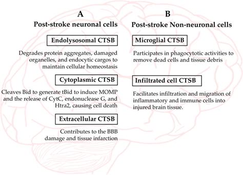 Figure 2 [the Role Of Ctsb In ] Cerebral Ischemia Ncbi Bookshelf