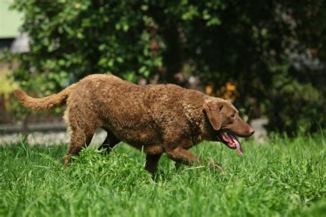 Chesapeake Bay Retriever | Dog Breed Facts and Information - Wag! Dog ...