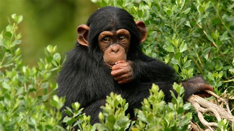 Day Uganda Safari Best Of Primates Wildlife Tour