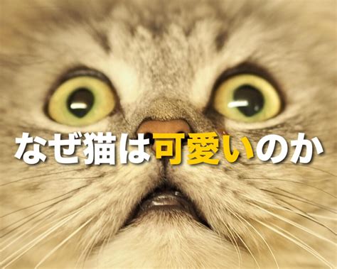 脳に意外な効果があるのは猫を「かわいい」と感じたとき？ あたまナビ