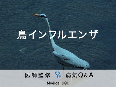 「鳥インフルエンザ」に人が感染した場合の症状はご存知ですか？医師が監修！ メディカルドック