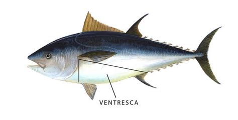 ¿qué Es La Ventresca De Un Pescado Bonito Del Norte Y Atún Claro