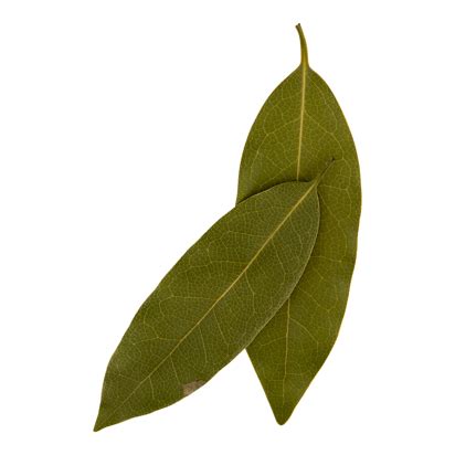 Bay Leaf Important Facts Health Benefits And Recipes Relish