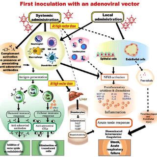 Some Of The Strategies For Designing Targeted Adenoviral Ad Vectors