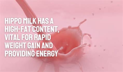 Is Hippo Milk Really Pink? - Scientific Facts