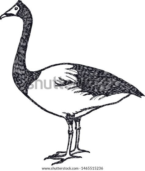 Hand Drawing Vector Illustration Ducks Geese Stock Vector (Royalty Free ...