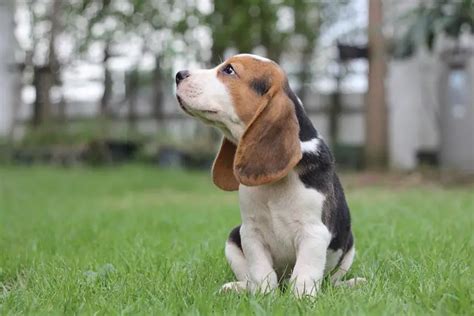 Quanto Custa Um Filhote De Beagle Puro Mundo Ecologia