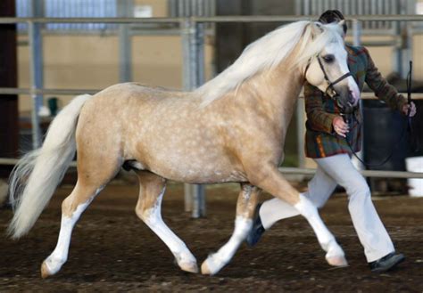 The Welsh Pony And Cob Horse Journals