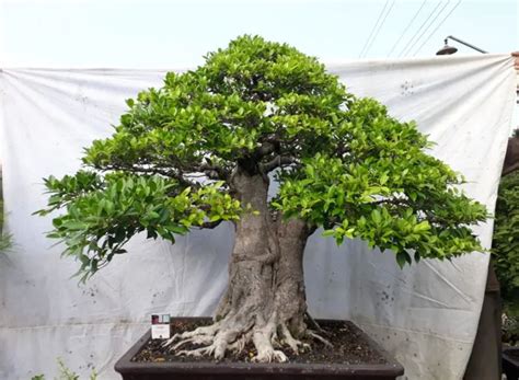 Inilah 9 Bonsai Termahal Di Dunia Ada Yang Seharga Rp 18 Miliar