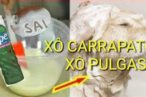 Veja Como Acabar Pulgas E Carrapatos Do Seu Pet De Um Jeito Simples