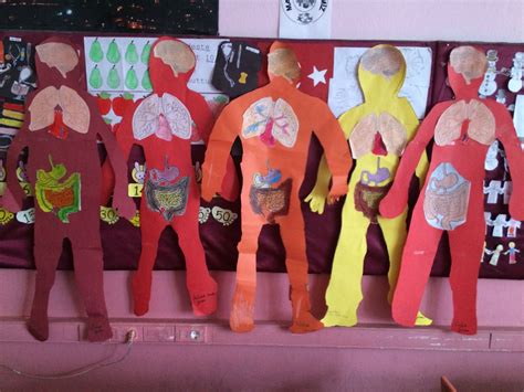 2nd Grade Human Body Printables