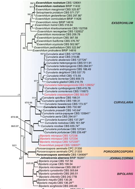 Phylogenetic Tree Inferred From A Raxml Analysis Based On A