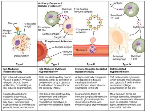 Hypersensitivity Definition and Examples - Biology Online Dictionary