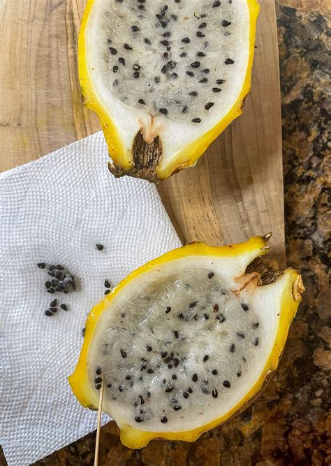 Growing Dragon Fruit From Seed