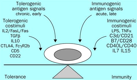 Pathways For Self Tolerance And The Treatment Of Autoimmune Diseases The Lancet