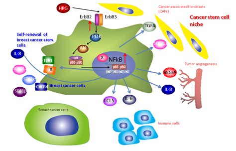 Tumorigenesis