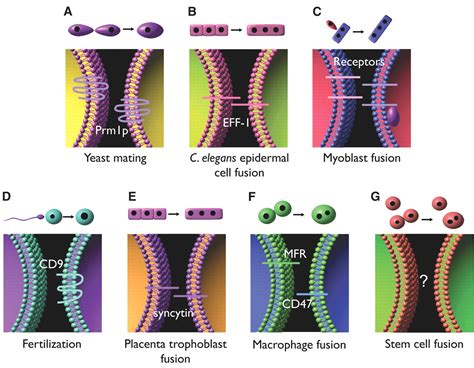 Unveiling The Mechanisms Of Cell Cell Fusion Science