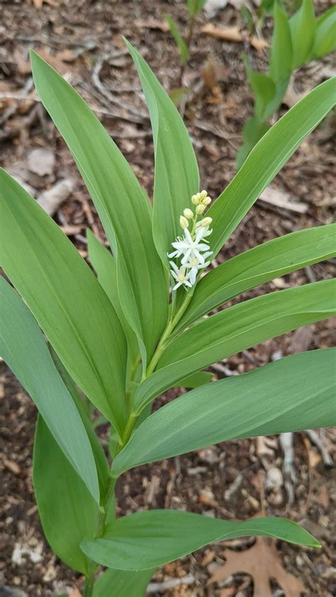 Star Flowered Lily Of The Valley From Michigan City On May 5 2024 At