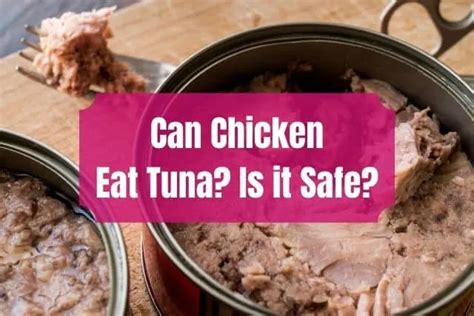 Can Dogs Eat Canned Tuna Packed In Water