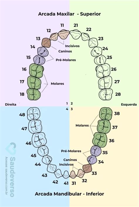 Numeração Dentária Veja o Número que representa cada Dente