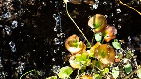 Gotas De Agua Salpicando Lloviendo Sobre La Vegetaci N Oto Al Foto De