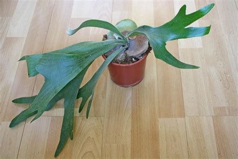 Staghorn Fern Platycerium Bifurcatum