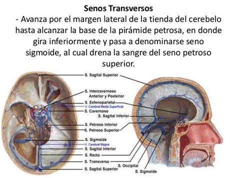 Senos Venosos