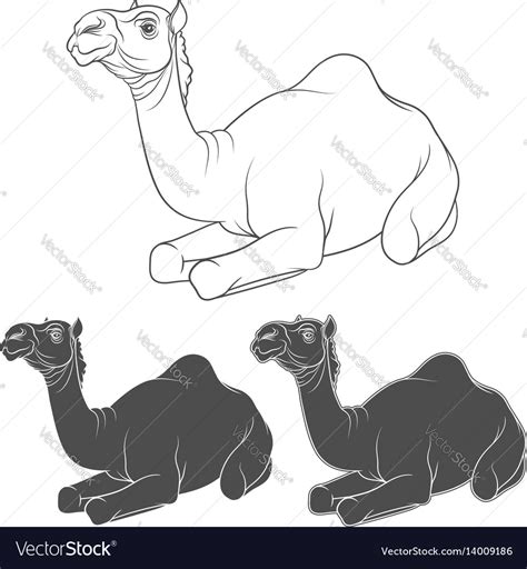 Set Of Black And White Images Of A Camel Vector Image
